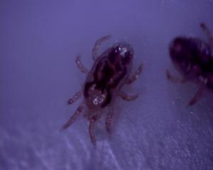 Mites found during Pest Control Inspection